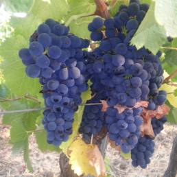 Weinrebe auf den Anbaugebieten in Sizilien