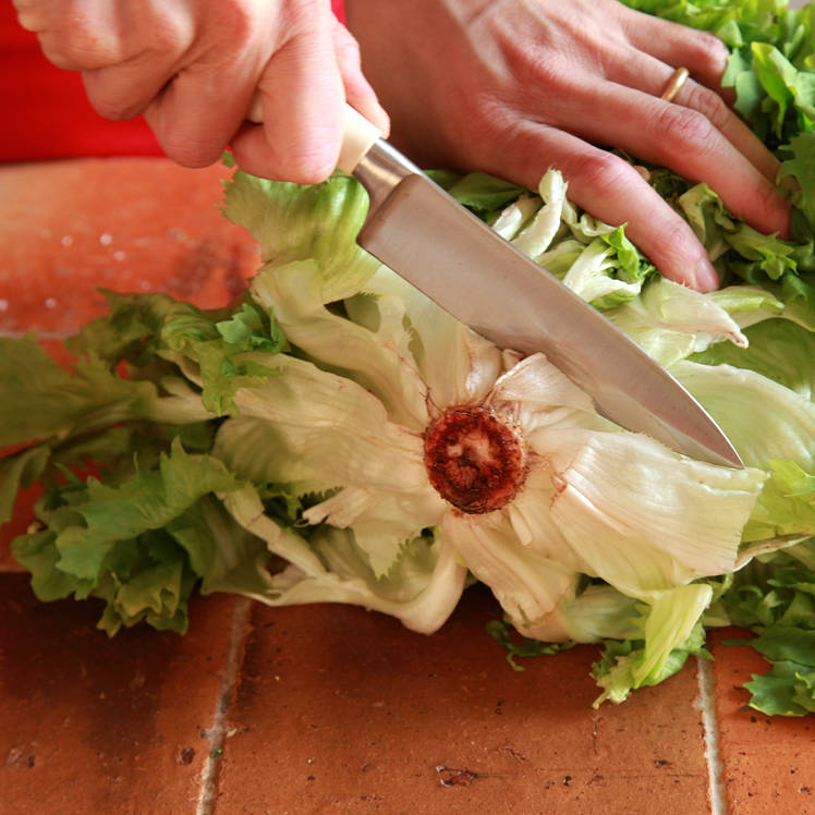 Endiviensalat schneiden